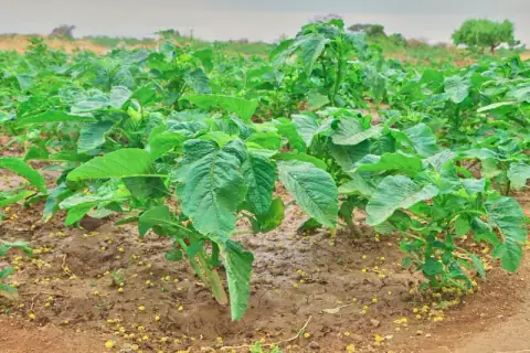 A healthy leafy crop growing in red soil