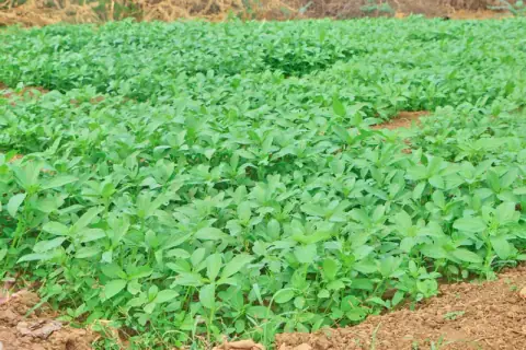 Dense rows of green vegetable plants in a community plot