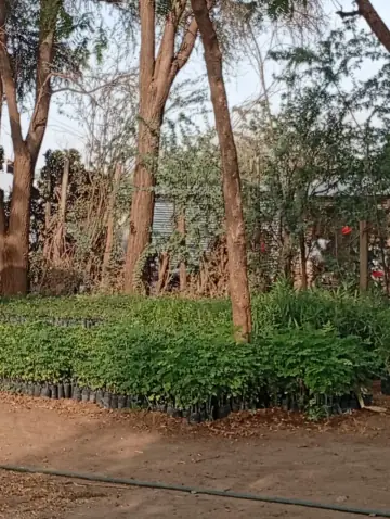 Rows of young tree seedlings under tall trees